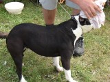 CACIB ADA