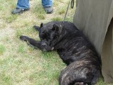 CACIB ADA