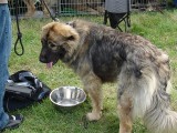 CACIB ADA