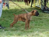 CACIB ADA