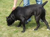 CACIB ADA