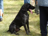 CACIB ADA