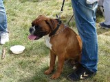 CACIB ADA