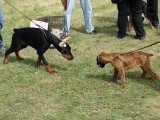 CACIB ADA