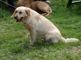 CACIB ADA