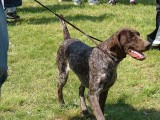 CACIB ADA