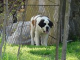 CACIB ADA