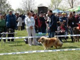 CACIB ADA