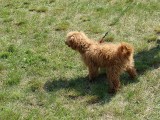 CACIB ADA