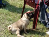 CACIB ADA