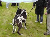 CACIB ADA