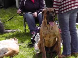 CACIB ADA