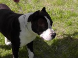 CACIB ADA