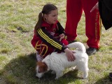 CACIB ADA