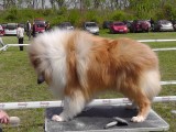 CACIB ADA