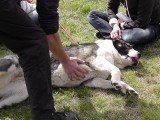 CACIB ADA