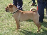 CACIB ADA