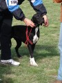 CACIB ADA
