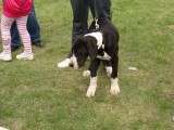 CACIB ADA