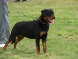CACIB ADA