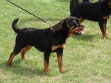 CACIB ADA
