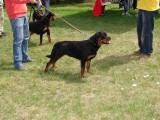 CACIB ADA