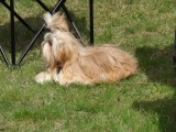 CACIB ADA