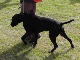 CACIB ADA