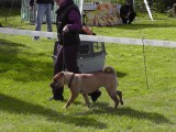 CACIB ADA