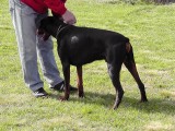CACIB ADA