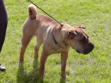 CACIB ADA