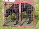 CACIB ADA