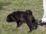CACIB ADA