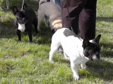 CACIB ADA