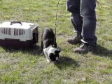 CACIB ADA