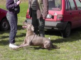 CACIB ADA
