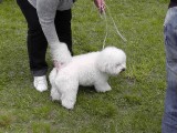 CACIB ADA