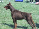 CACIB ADA