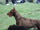 CACIB ADA