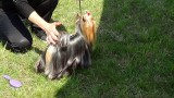 CACIB ADA