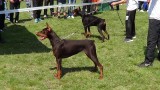 CACIB ADA