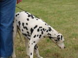 CACIB ADA
