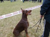 CACIB ADA