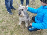 CACIB ADA