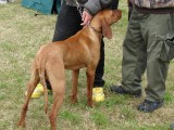 CACIB ADA