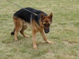 CACIB ADA