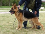 CACIB ADA