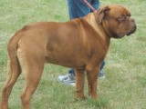 CACIB ADA