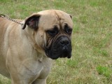 CACIB ADA