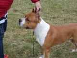 CACIB ADA